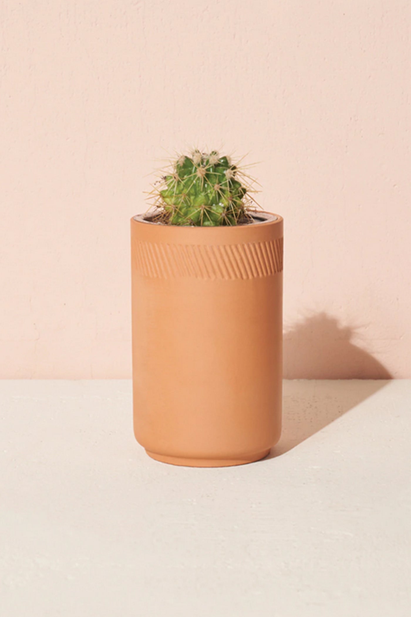 Prickly Pear Cactus Terrcaotta Kit by Modern Sprout