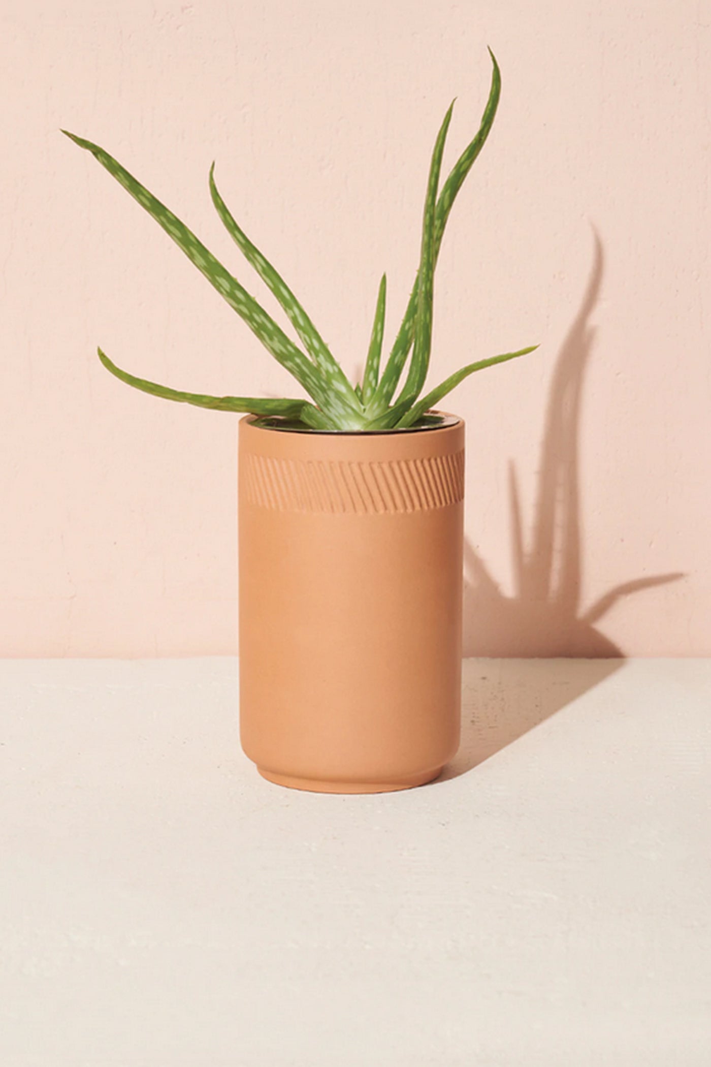 Aloe Terrcaotta Kit by Modern Sprout